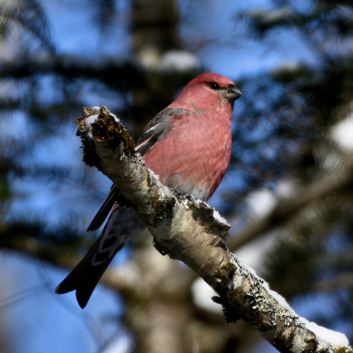 Hakengimpel - ML646652293