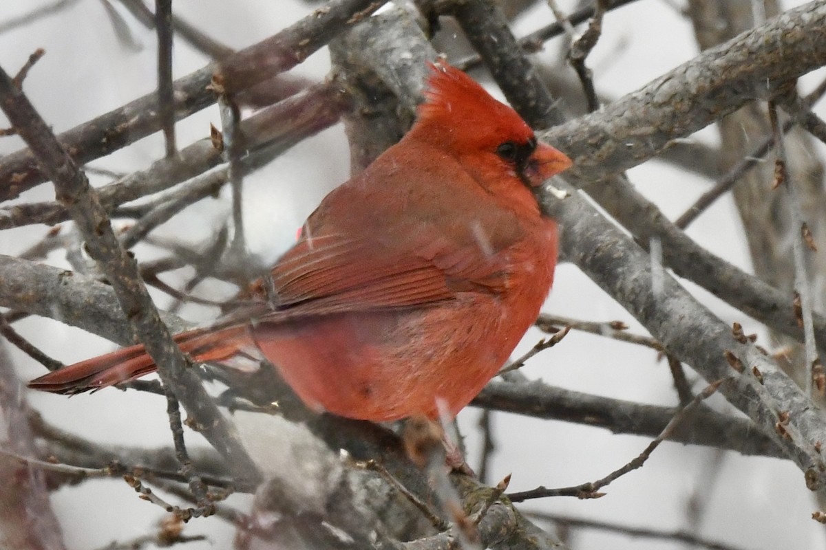 Northern Cardinal - ML646652294