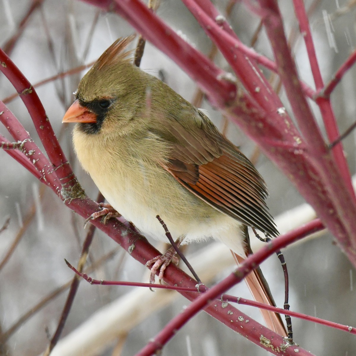 Northern Cardinal - ML646652295