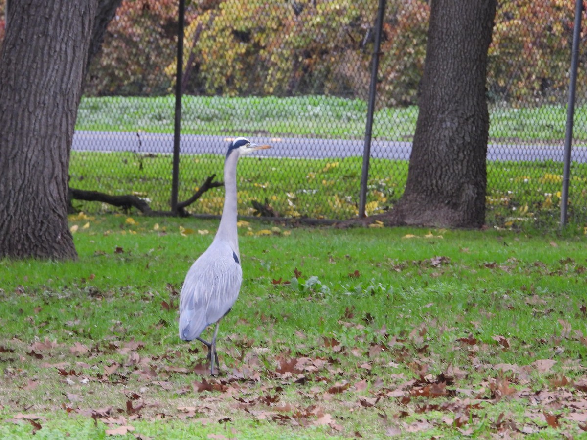 Great Blue Heron - ML646652296