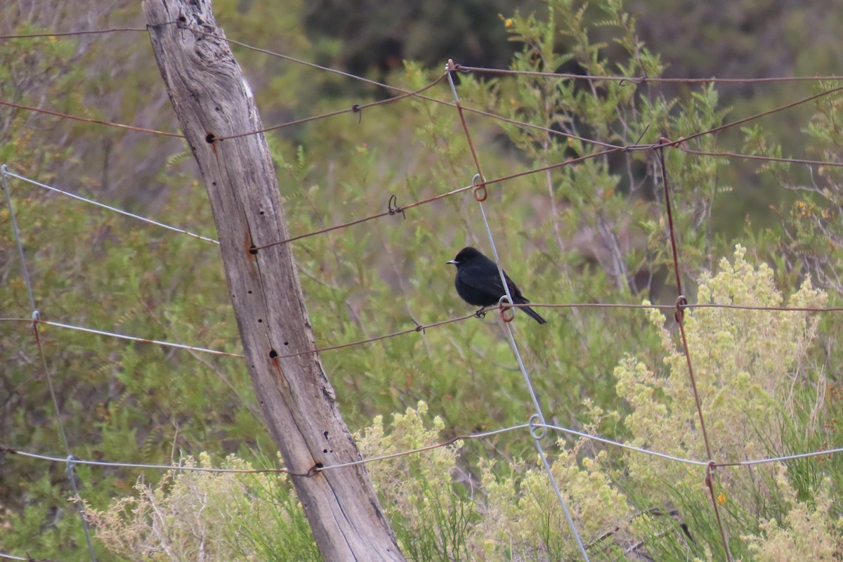 White-winged Black-Tyrant - ML646652297