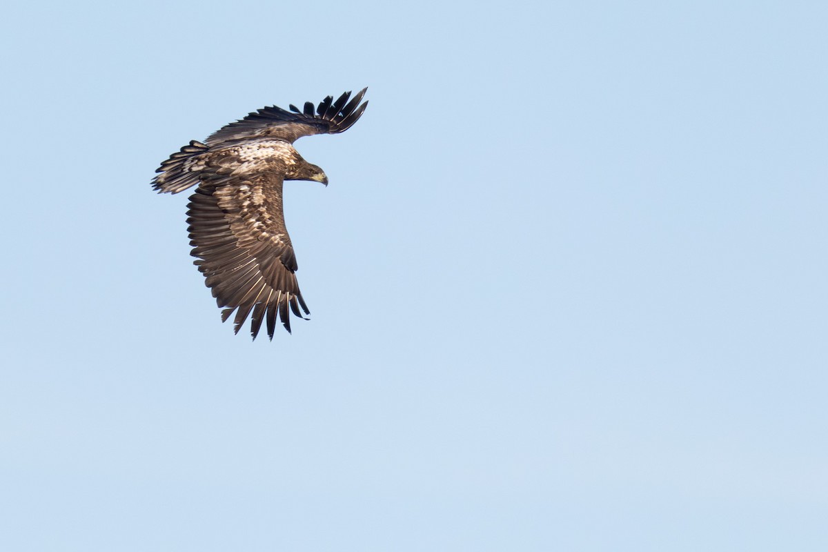 White-tailed Eagle - ML646652299