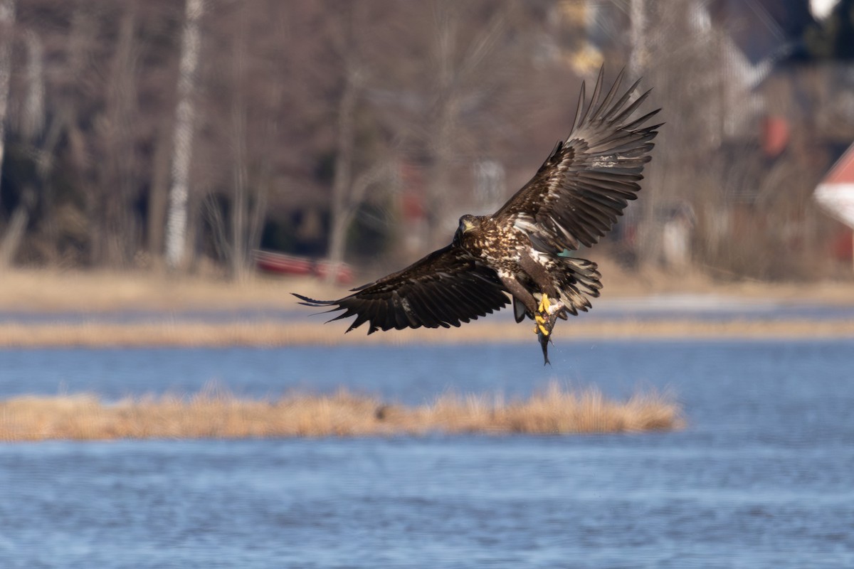 White-tailed Eagle - ML646652300