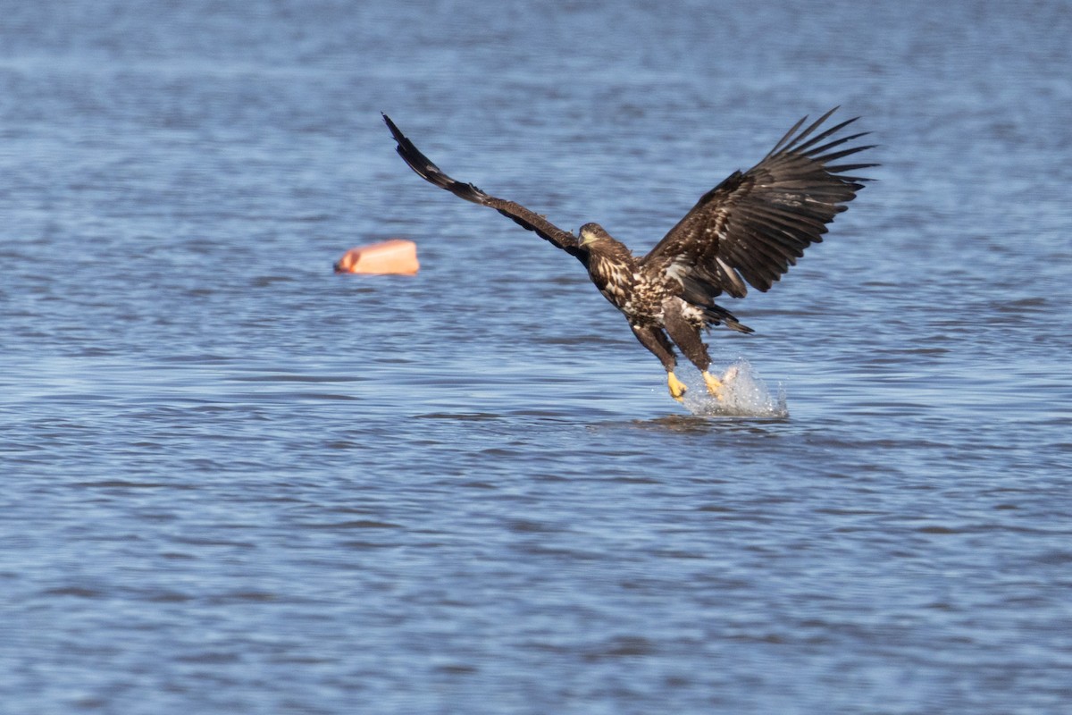 White-tailed Eagle - ML646652301
