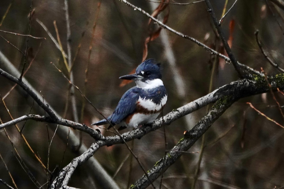 Belted Kingfisher - ML646652302