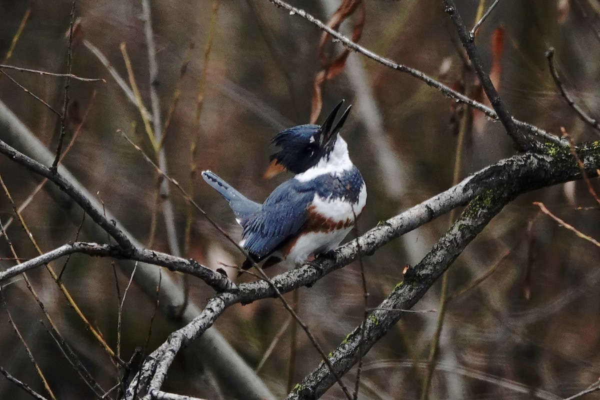 Belted Kingfisher - ML646652303