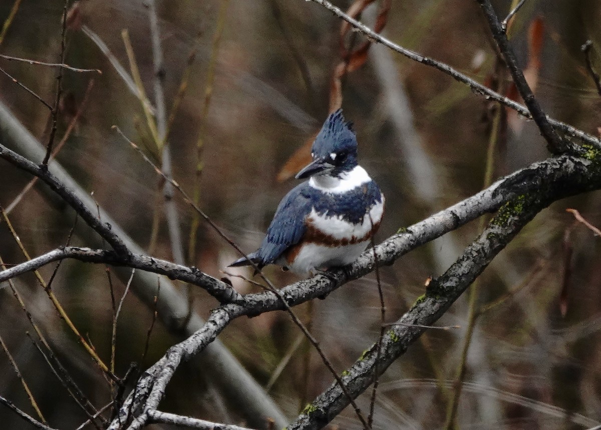 Belted Kingfisher - ML646652304