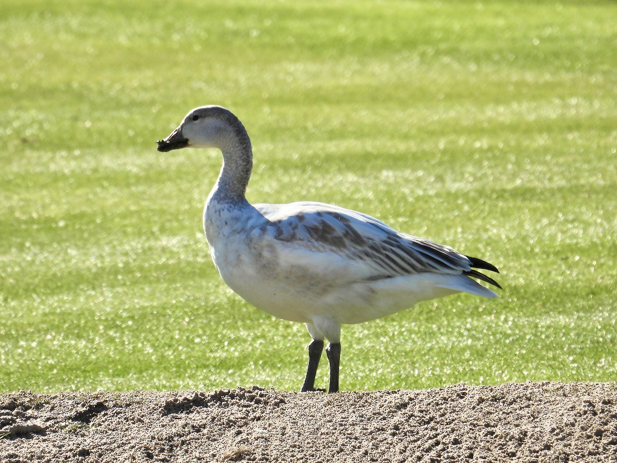 snøgås - ML646652305