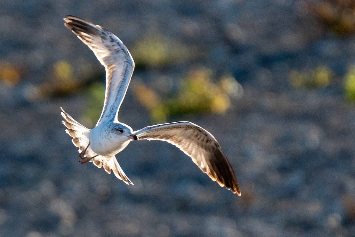 Gavina americana - ML646652306