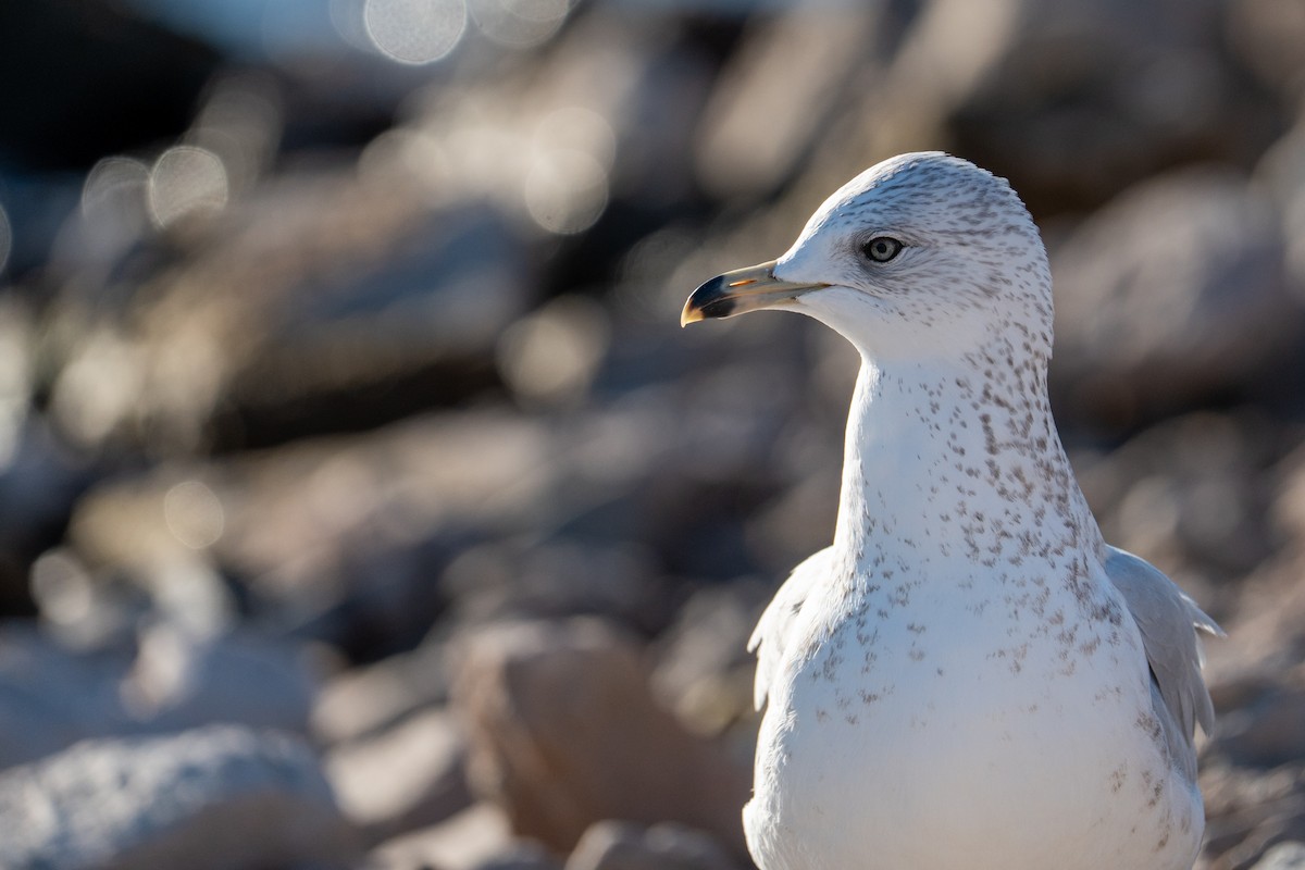 Gavina americana - ML646652307