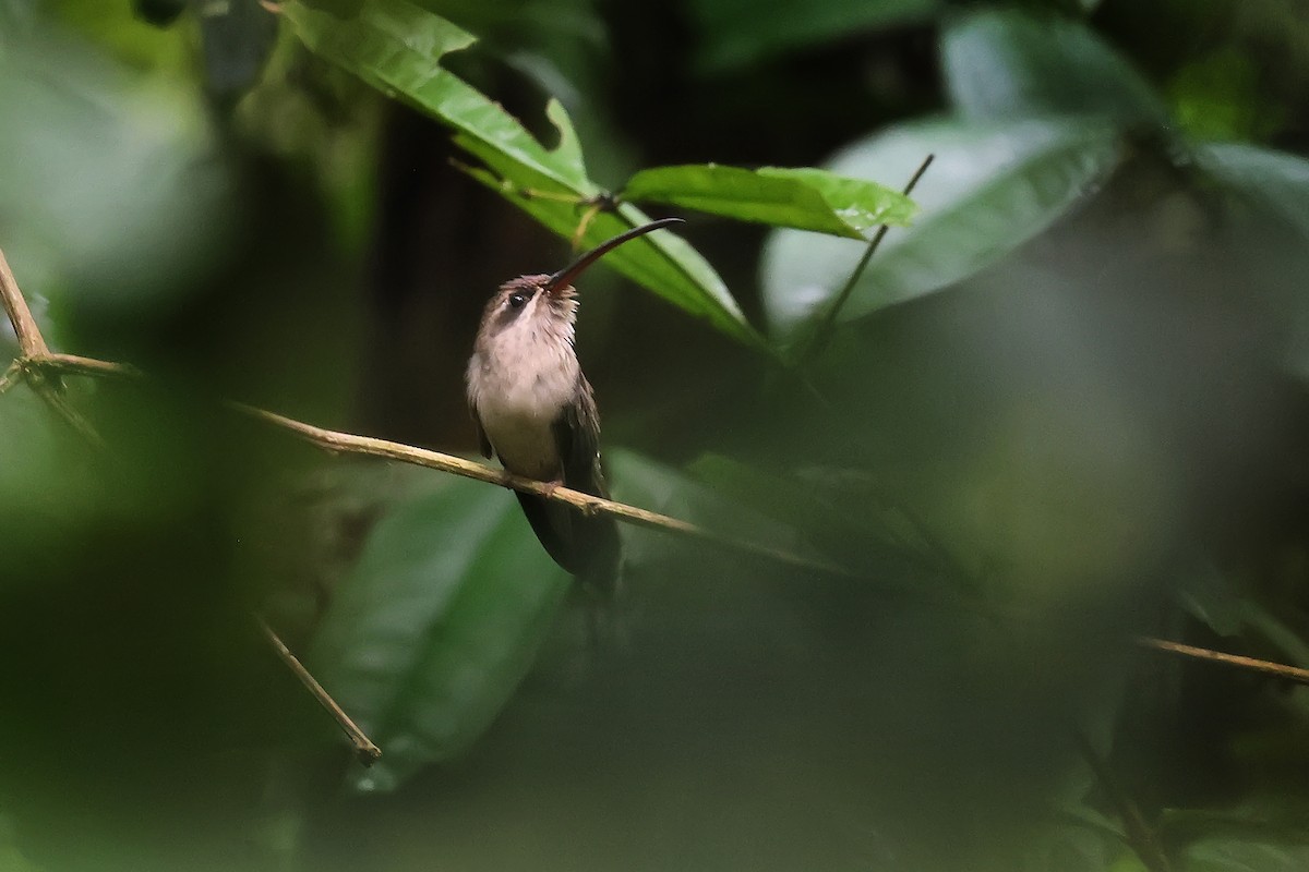 Great-billed Hermit - ML646652308