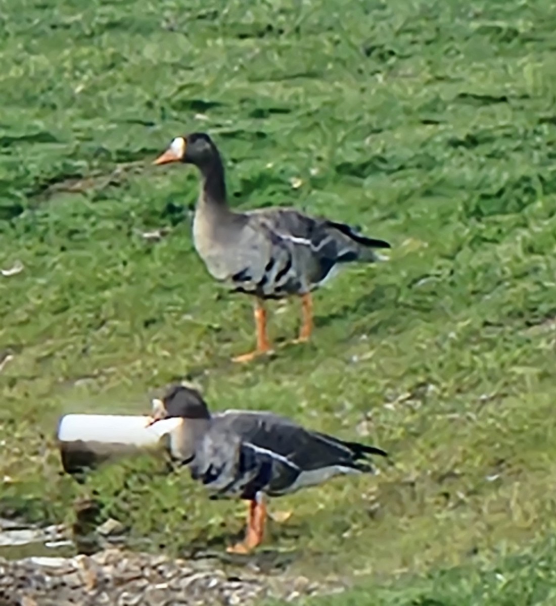 Greater White-fronted Goose - ML646652311