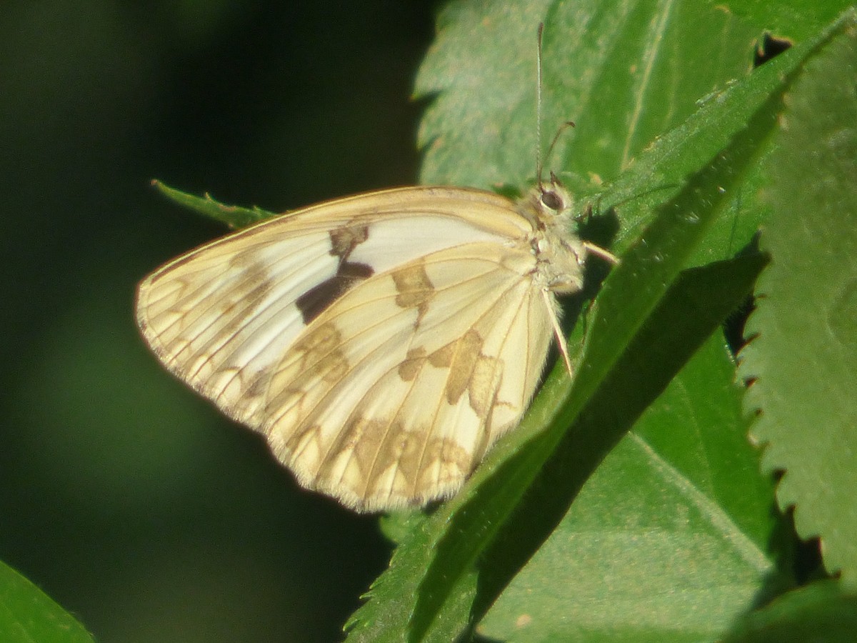 Iberian marbled white - ML646652315