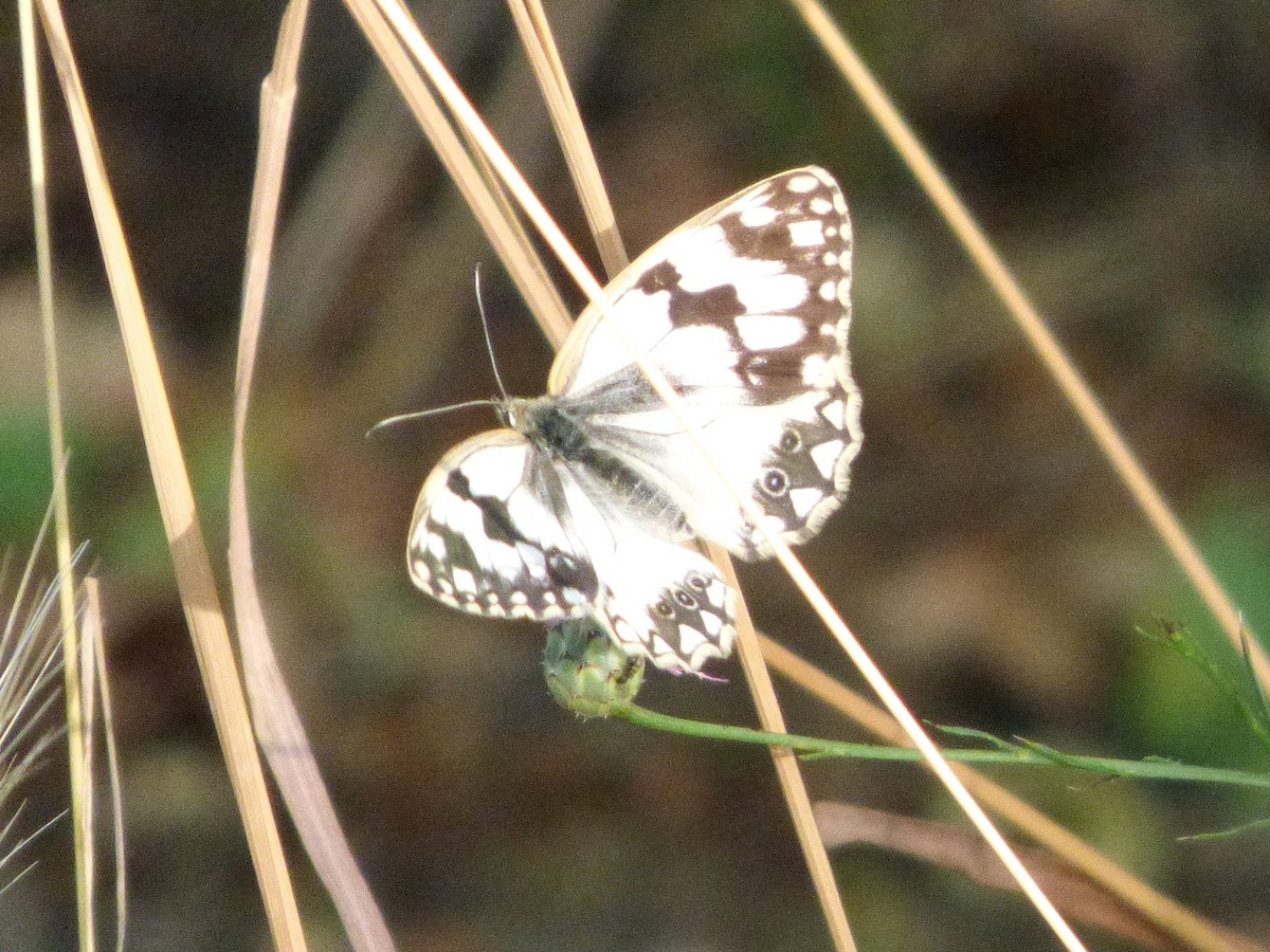 Iberian marbled white - ML646652316