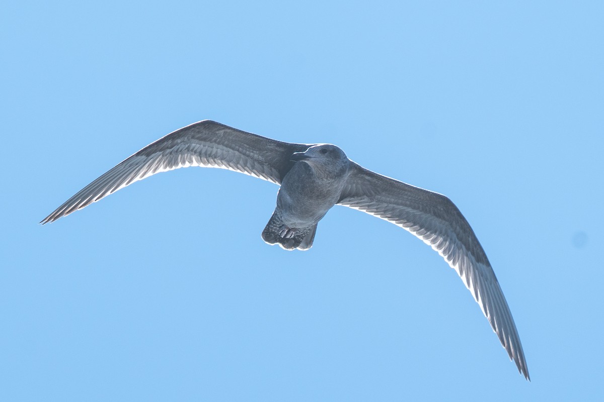 American Herring Gull - ML646652320