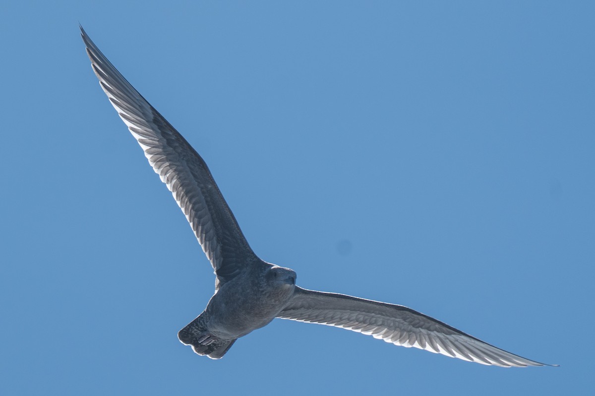 American Herring Gull - ML646652321