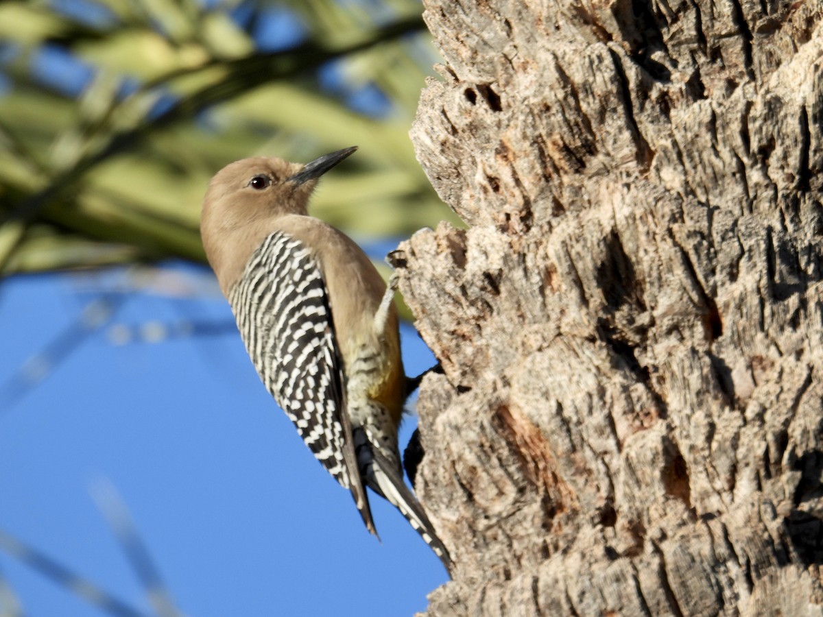 kaktusspett - ML646652327