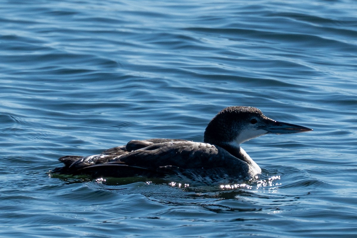 Strolaga maggiore - ML646652328