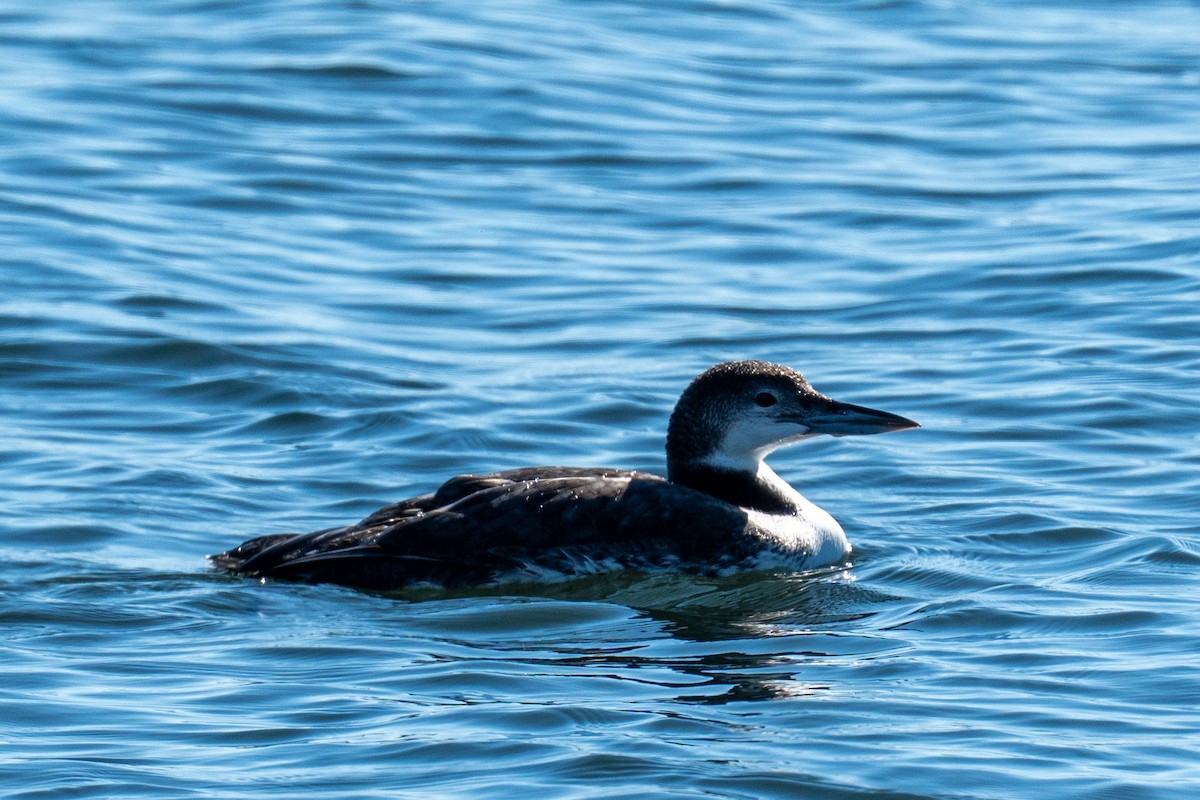 Strolaga maggiore - ML646652329