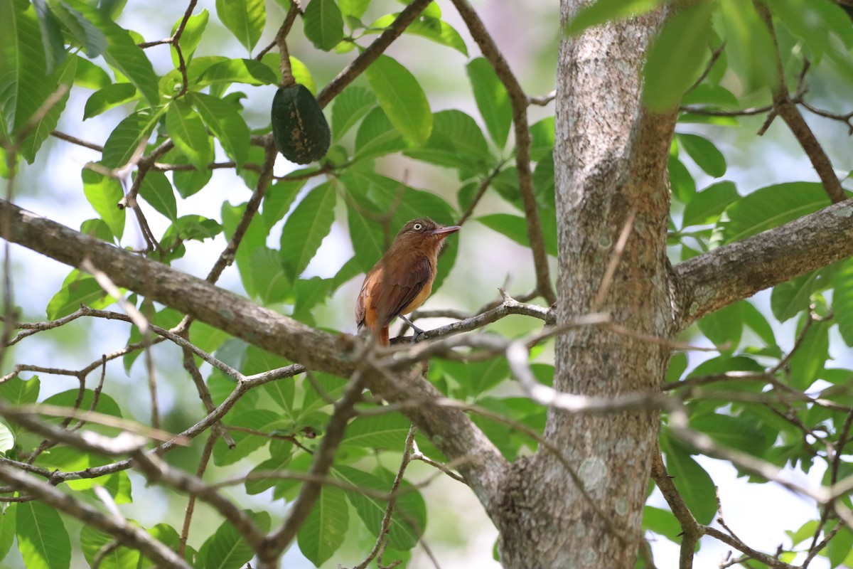 Dull-capped Attila - ML646652342