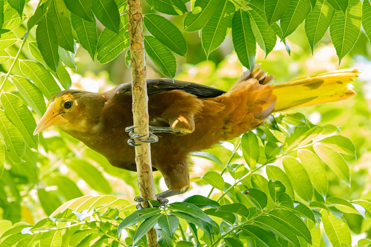 Russet-backed Oropendola - ML646652344