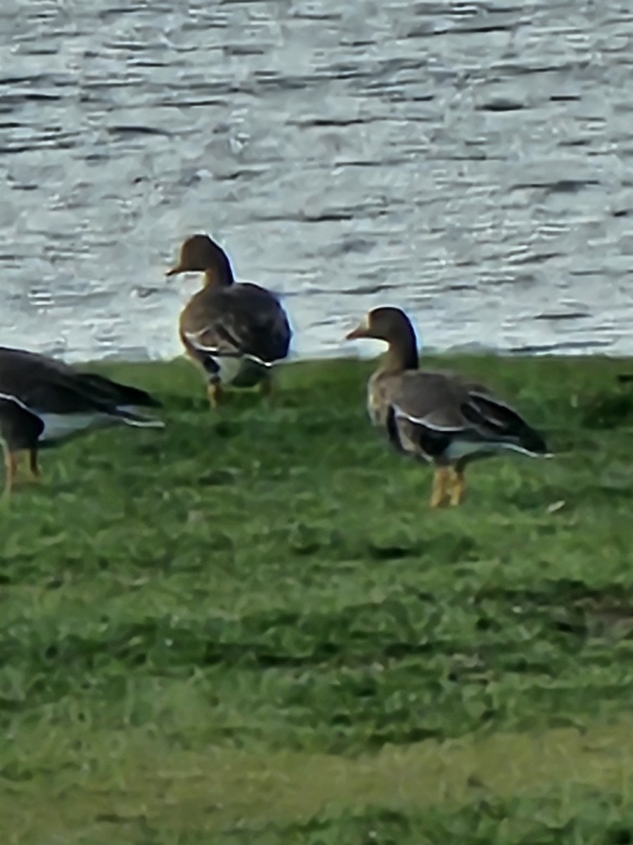 Greater White-fronted Goose - ML646652348