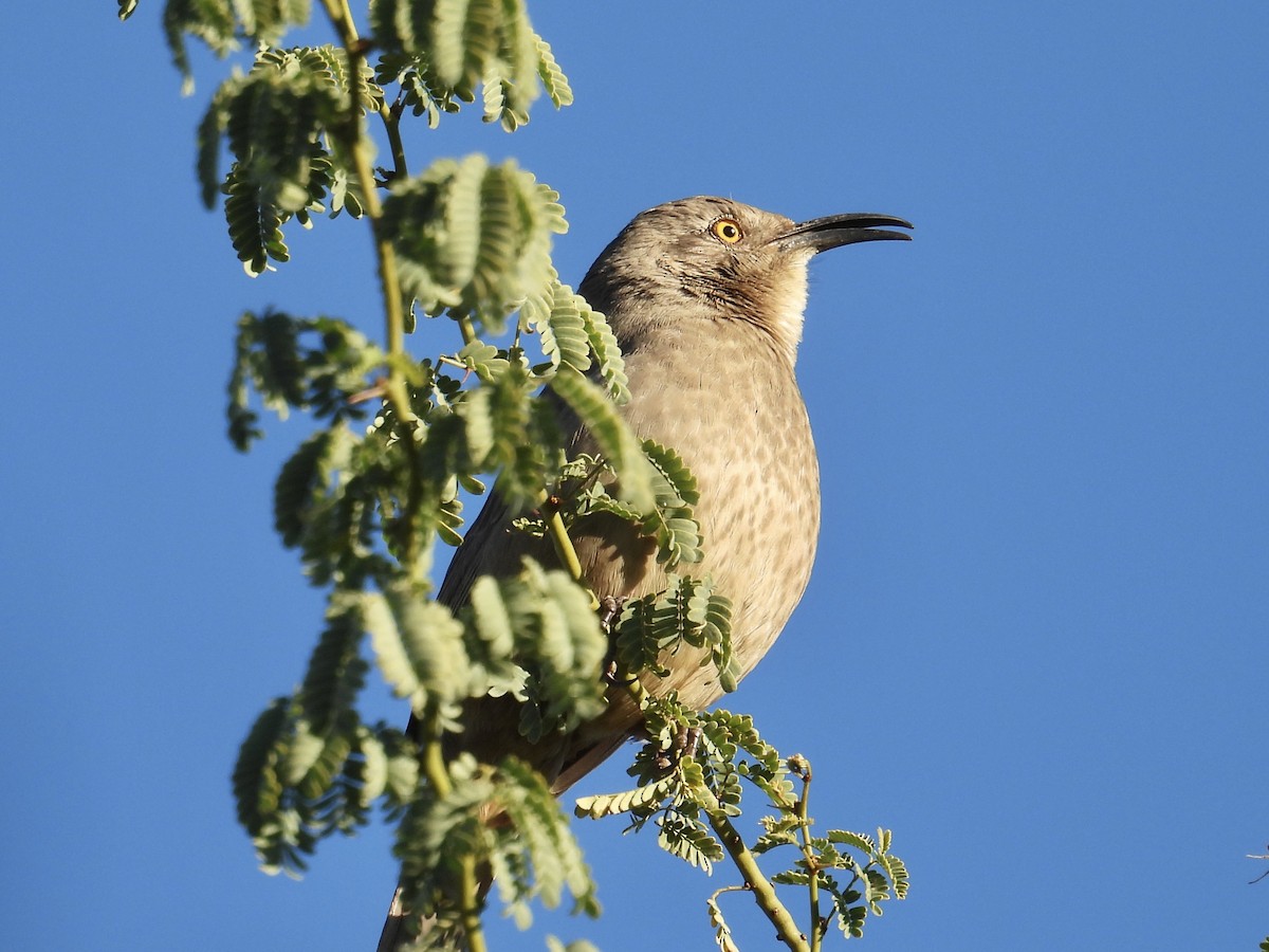 kaktusspottefugl - ML646652349