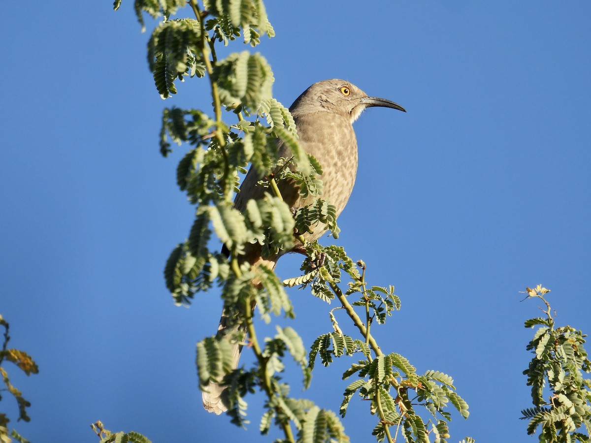 kaktusspottefugl - ML646652350