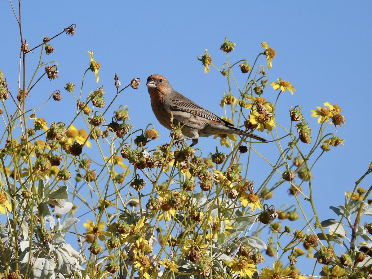 husrosenfink - ML646652357