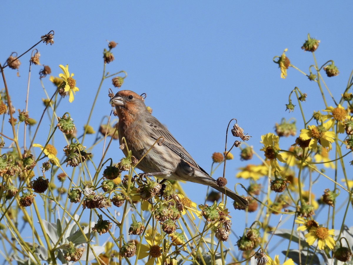 husrosenfink - ML646652358