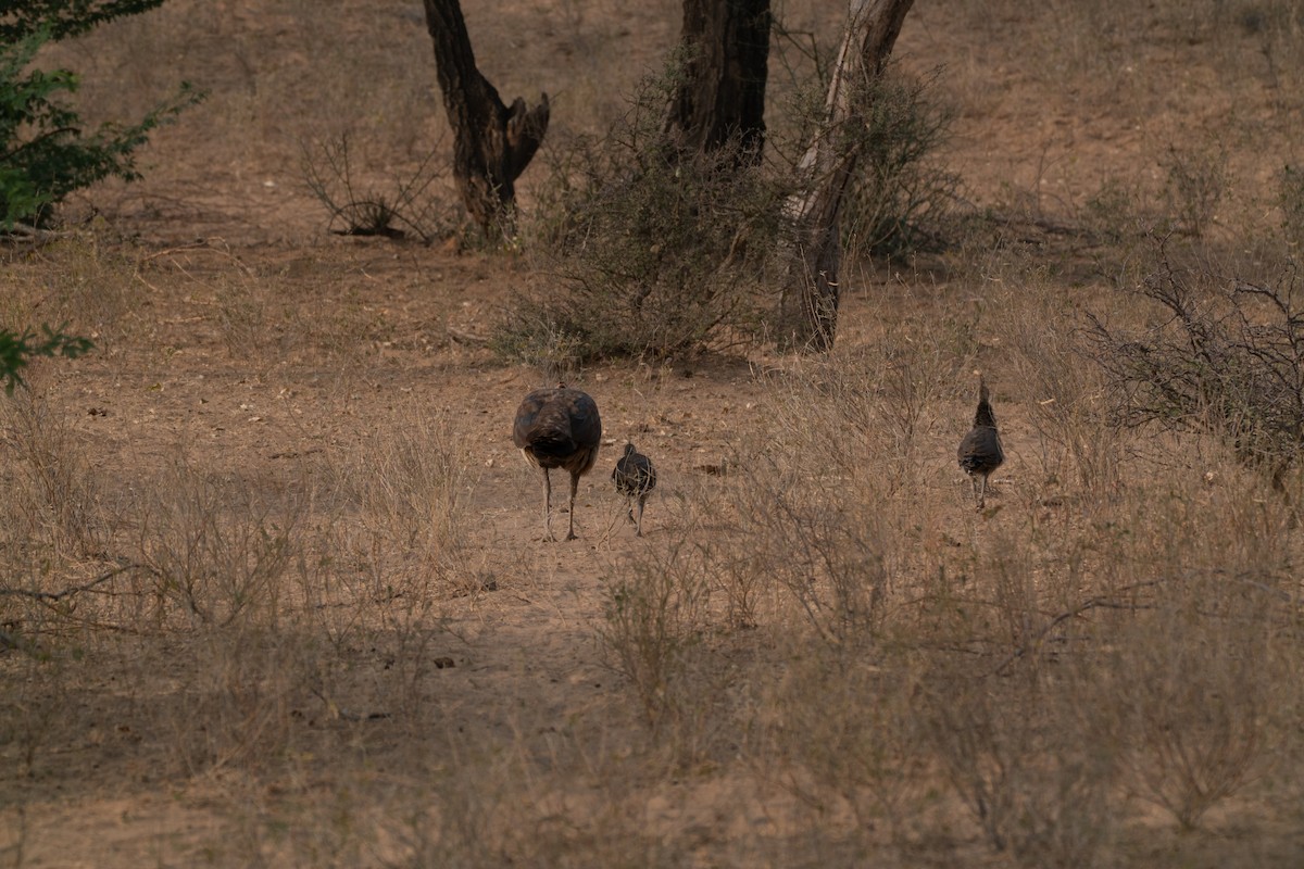 טווס הודי - ML646652359