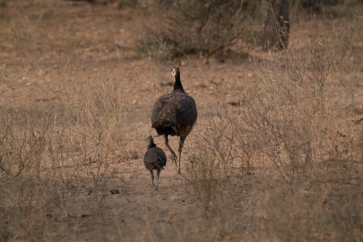 טווס הודי - ML646652360