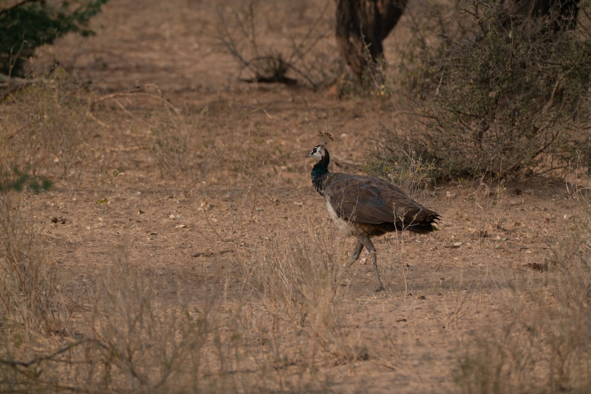 טווס הודי - ML646652361
