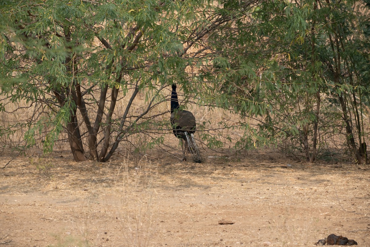 טווס הודי - ML646652362