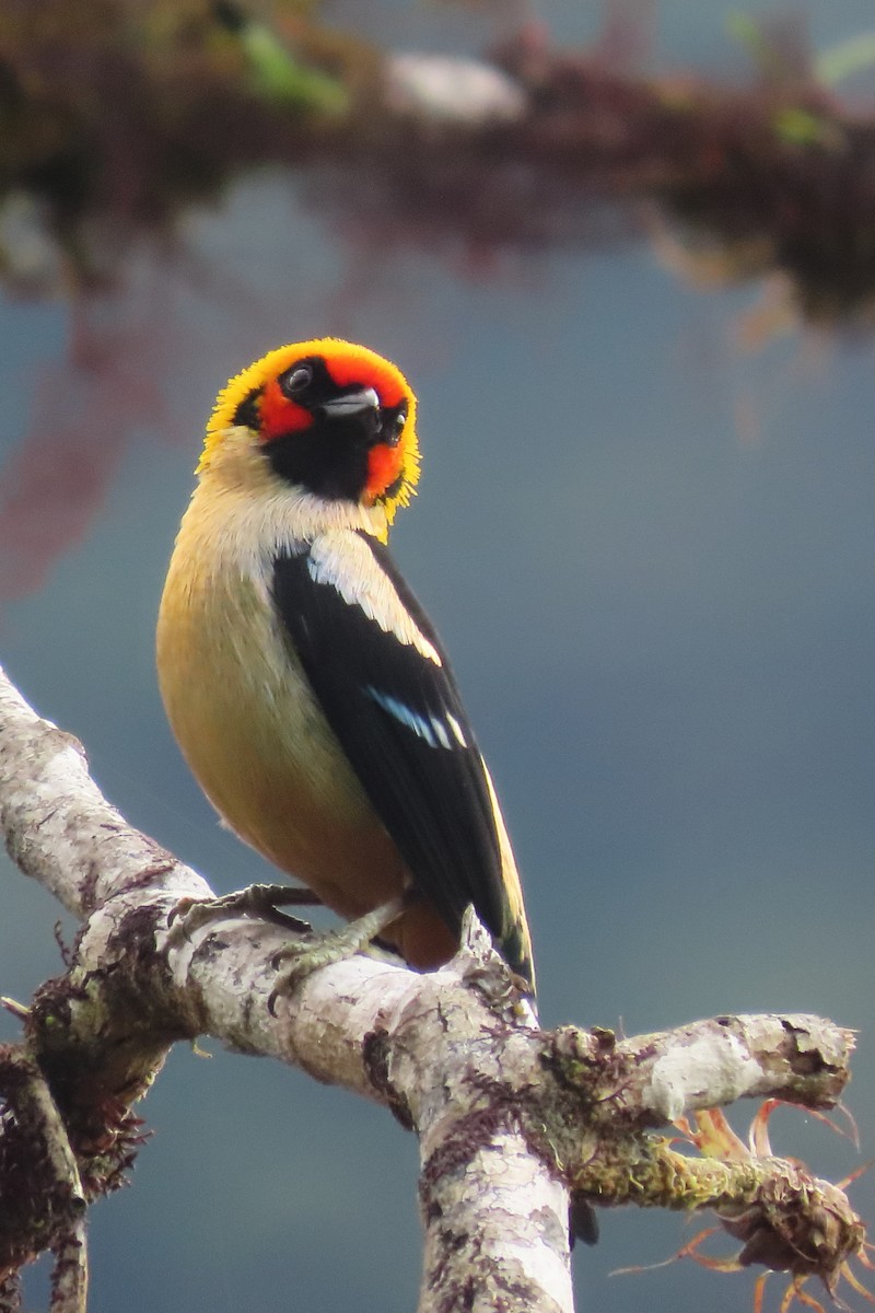 Flame-faced Tanager - ML646652363