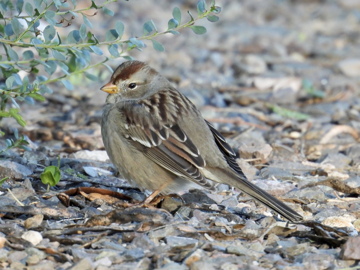 hvitkronespurv - ML646652364