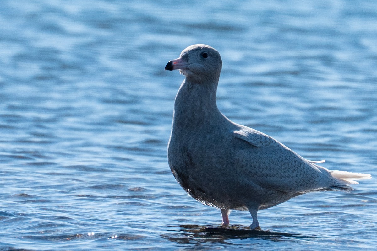 Glaucous Gull - ML646652365