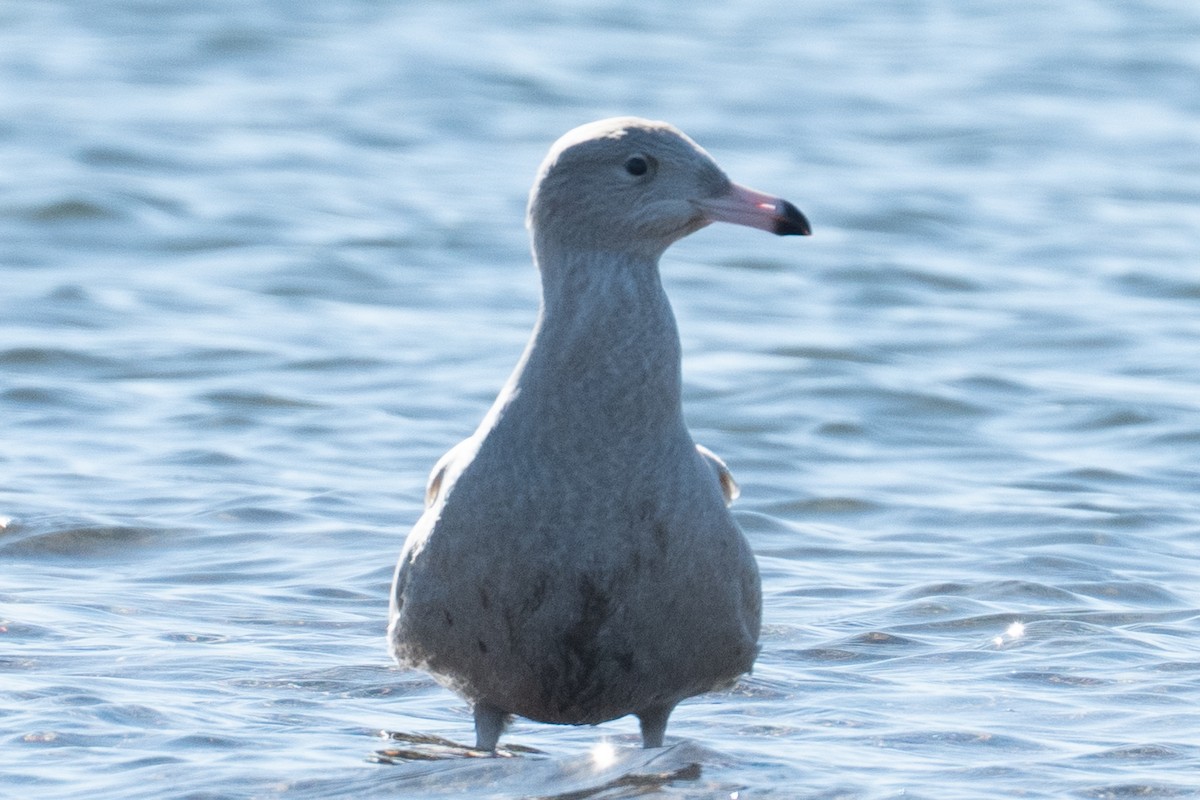 Glaucous Gull - ML646652366