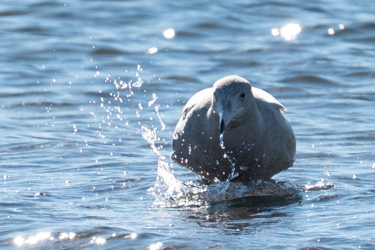 Glaucous Gull - ML646652367