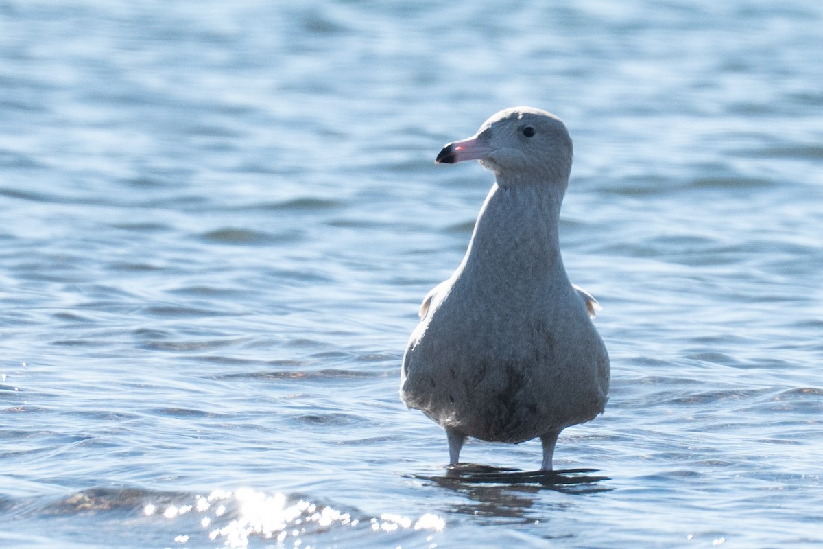 Glaucous Gull - ML646652368