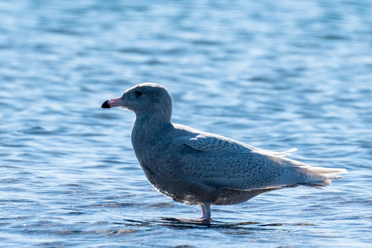 Glaucous Gull - ML646652369