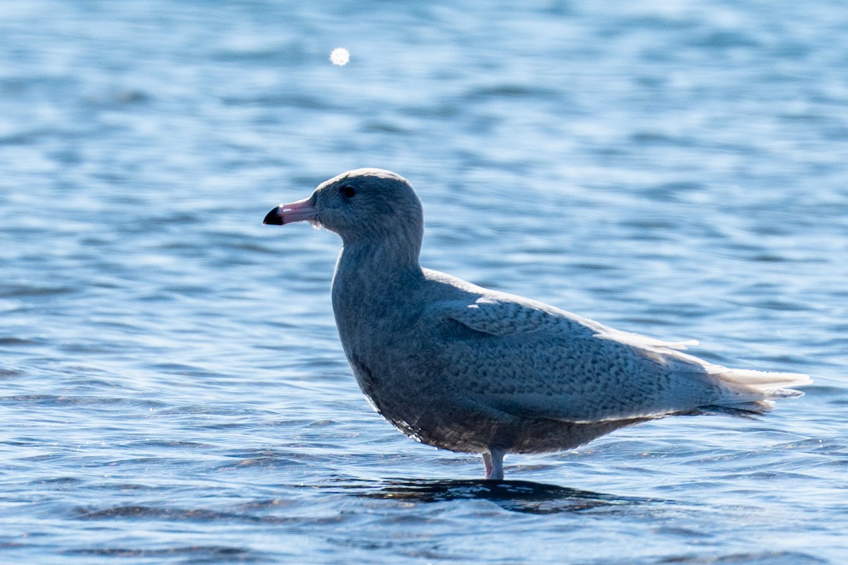 Glaucous Gull - ML646652370