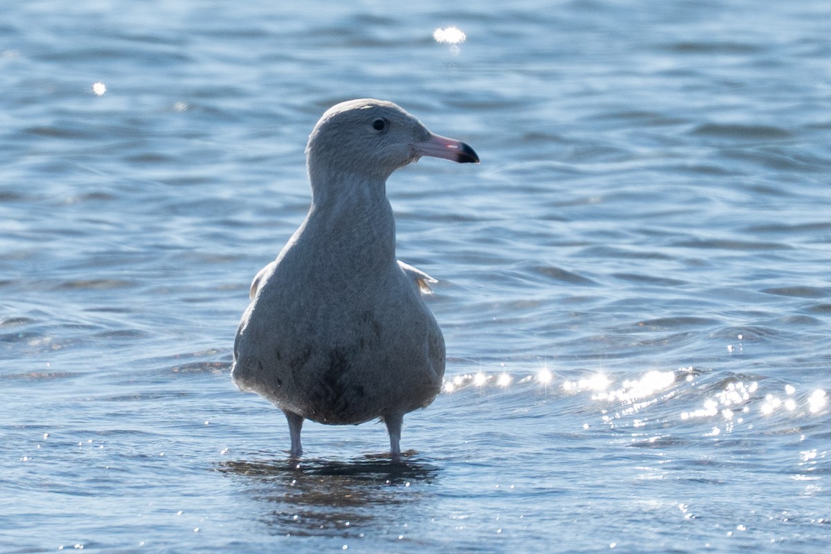 Glaucous Gull - ML646652371