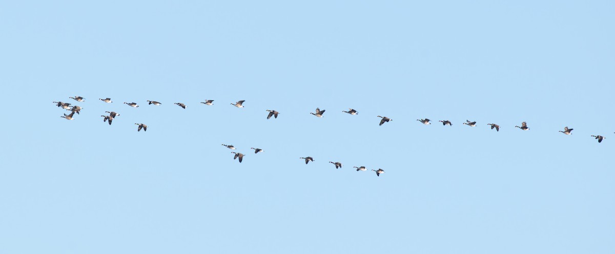 Canada Goose - ML646652372