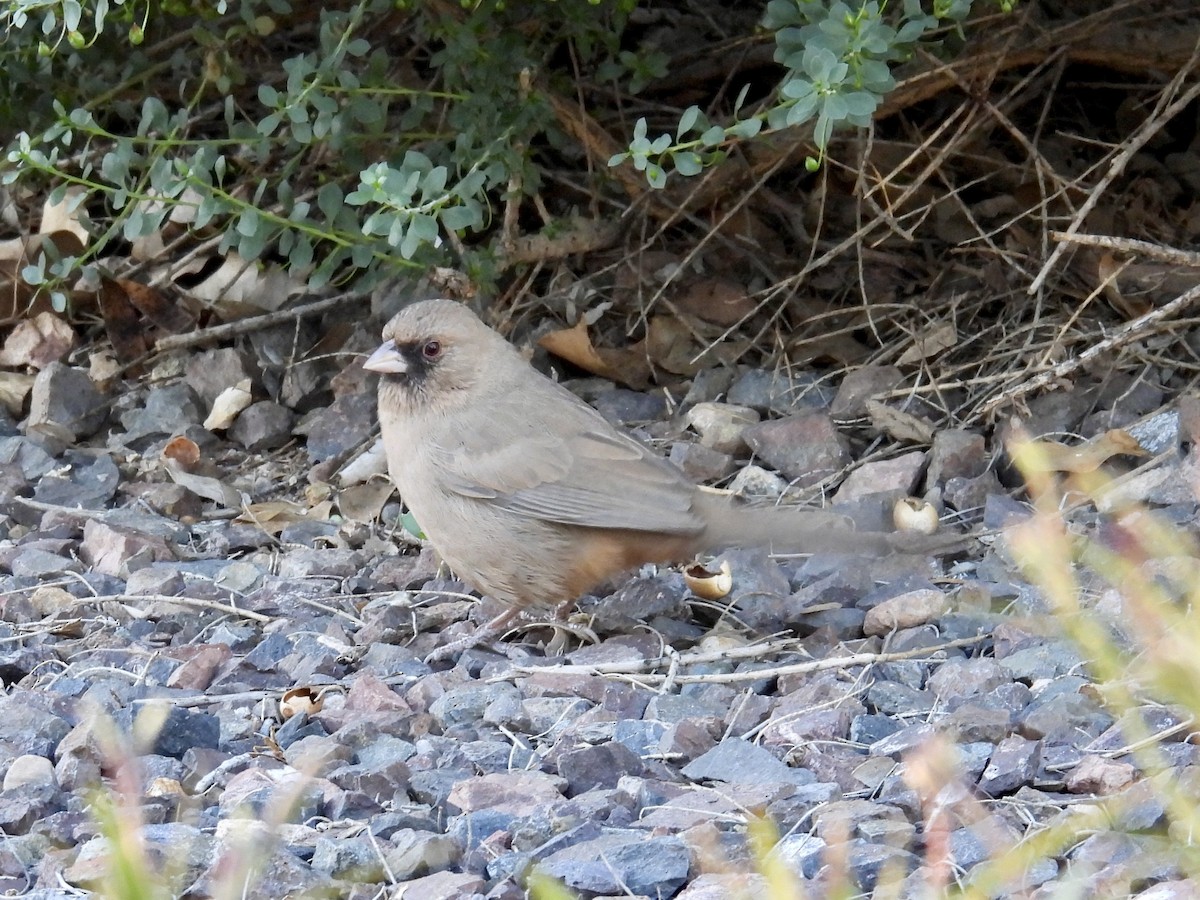 masketovi - ML646652374