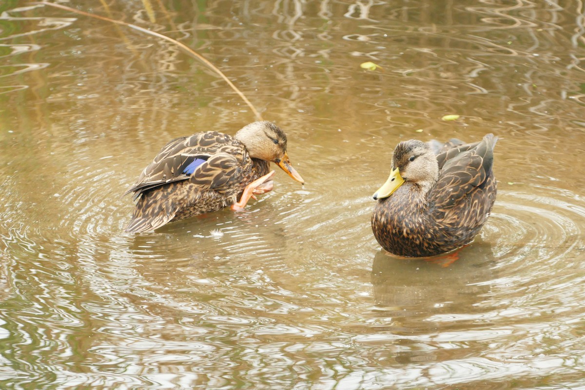 マダラガモ（maculosa） - ML646652375