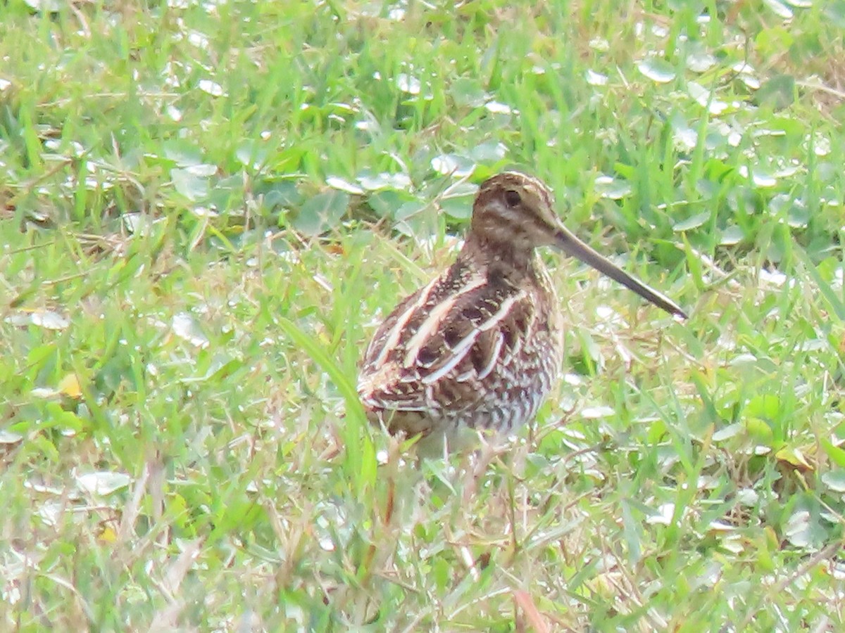 Wilson's Snipe - ML646652378