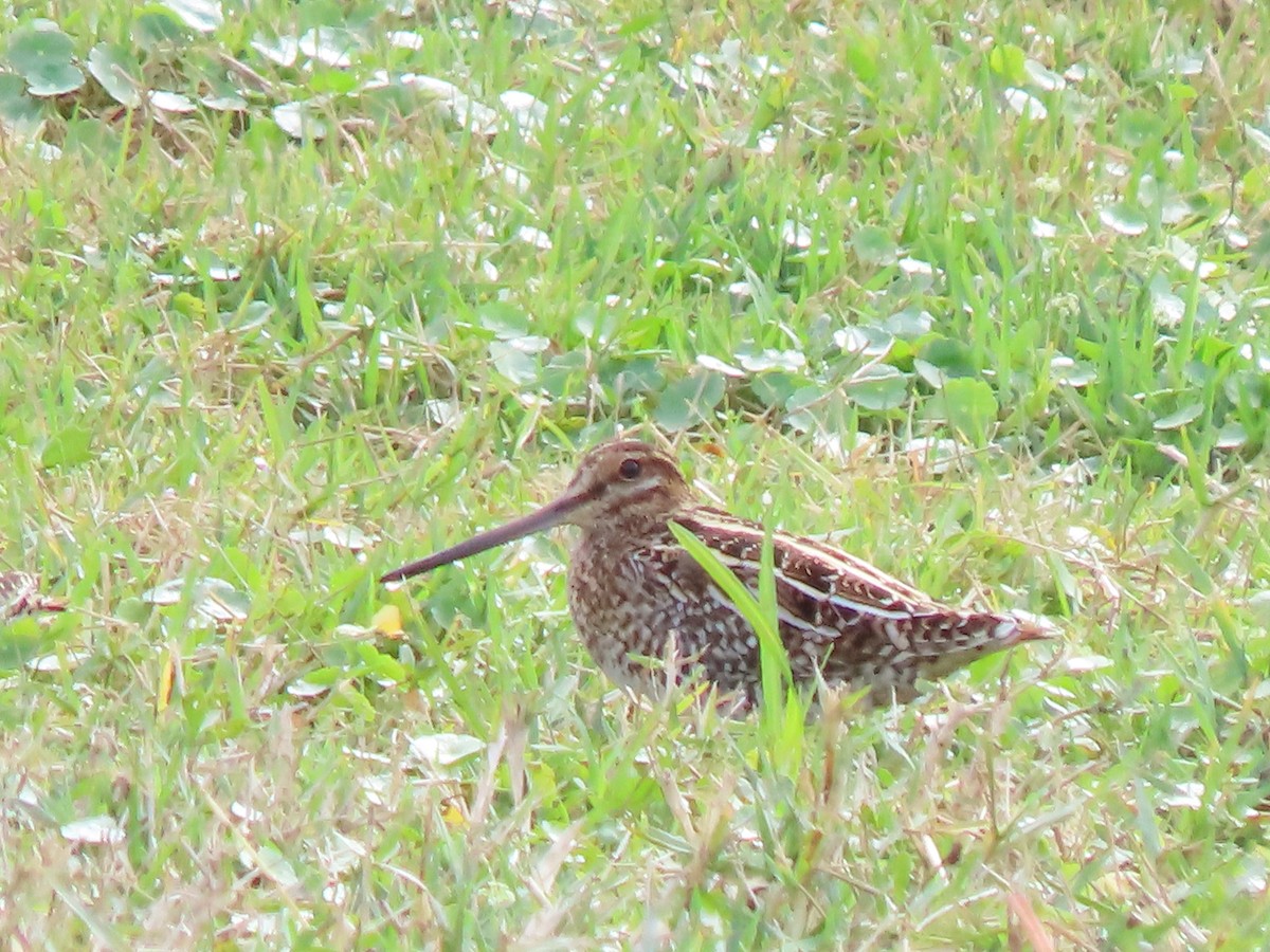 Wilson's Snipe - ML646652379