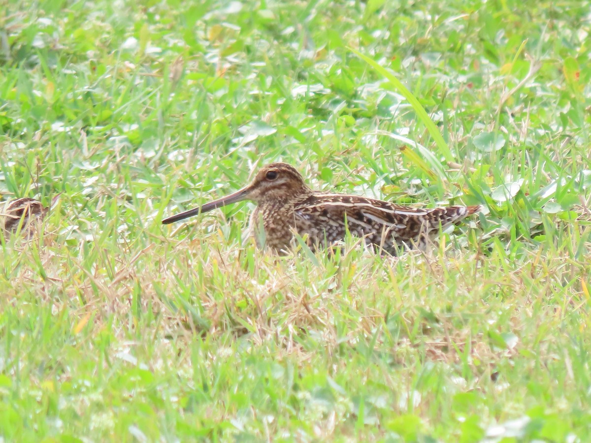 Wilson's Snipe - ML646652380