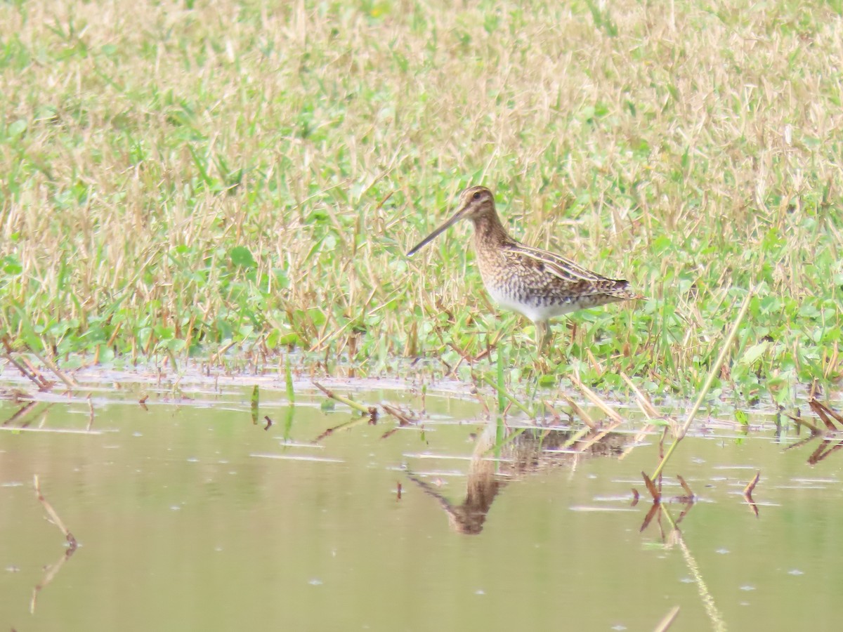 Wilson's Snipe - ML646652381